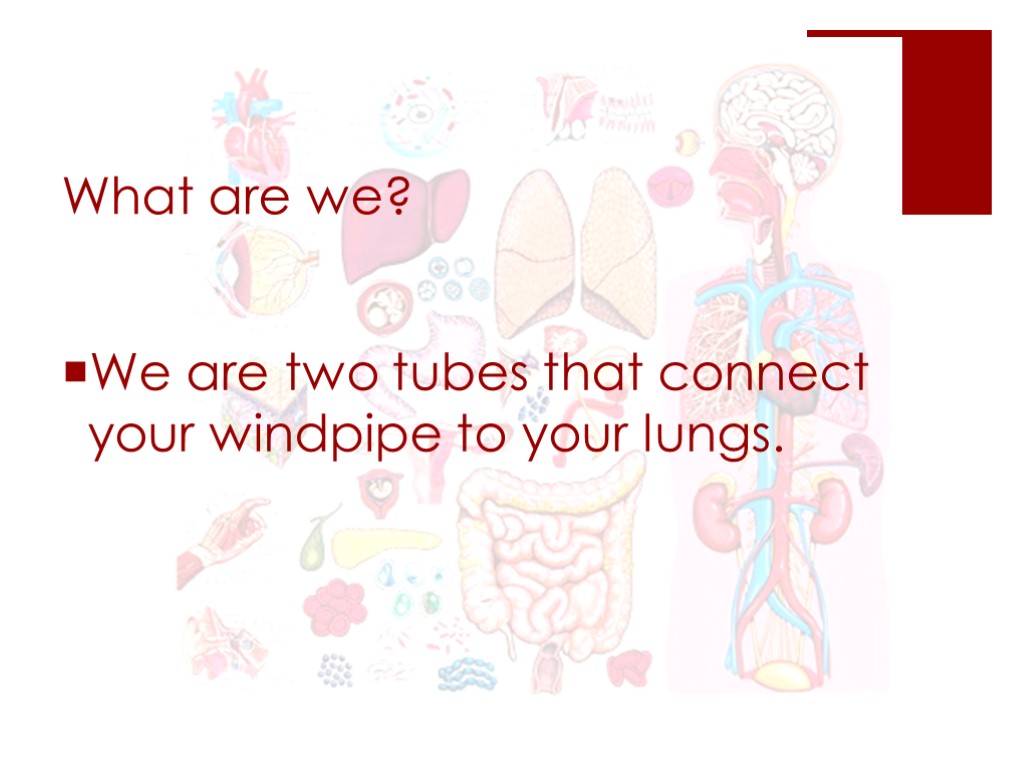 What are we? We are two tubes that connect your windpipe to your lungs.
